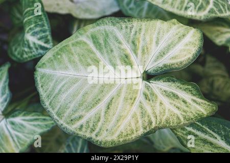 Grosse perfekte Blätter der Pflanze Syngonium podophyllum Stockfoto