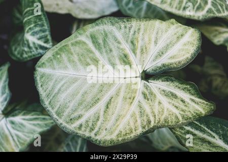 Grosse perfekte Blätter der Pflanze Syngonium podophyllum Stockfoto