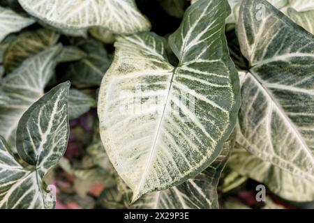 Grosse perfekte Blätter der Pflanze Syngonium podophyllum Stockfoto