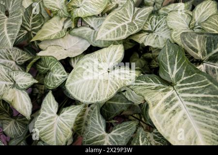 Grosse perfekte Blätter der Pflanze Syngonium podophyllum Stockfoto