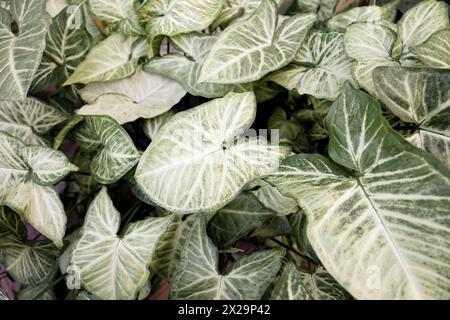 Grosse perfekte Blätter der Pflanze Syngonium podophyllum Stockfoto