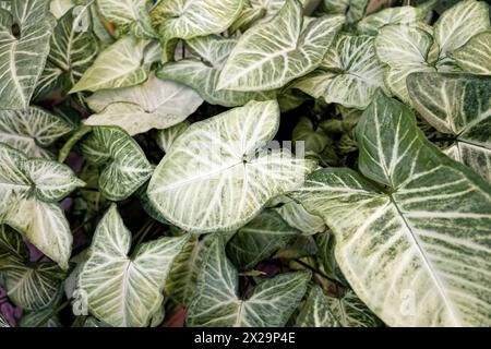 Grosse perfekte Blätter der Pflanze Syngonium podophyllum Stockfoto