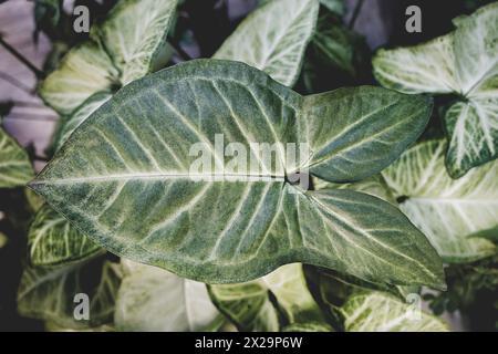 Grosse perfekte Blätter der Pflanze Syngonium podophyllum Stockfoto