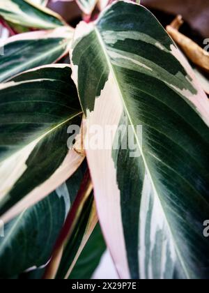 Dreifarbige Blätter der calathea stromanthe Pflanze Stockfoto