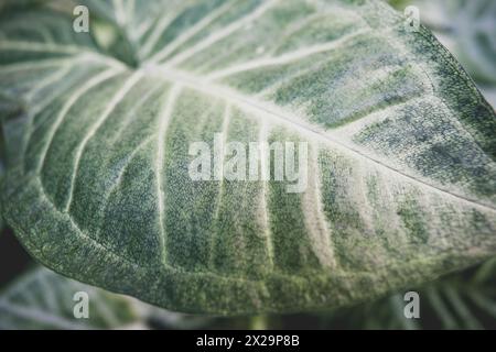 Grosse perfekte Blätter der Pflanze Syngonium podophyllum Stockfoto