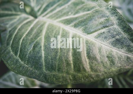 Grosse perfekte Blätter der Pflanze Syngonium podophyllum Stockfoto