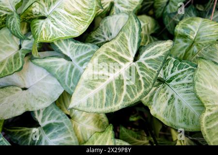 Grosse perfekte Blätter der Pflanze Syngonium podophyllum Stockfoto