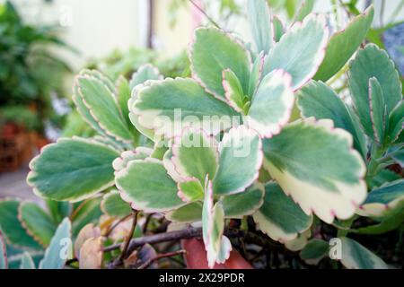 Hellblaue und türkisfarbene Blätter der Kalanchoe fedtschenkoi Pflanze Stockfoto