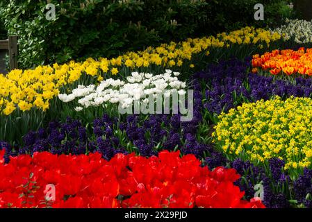 Farbenfrohe Ausstellung blühender Tulpen Narzissen und Hyazinthen im Keukenhof Gardens Holland, dem schönsten Frühlingsgarten der Welt, Niederlande EU Stockfoto