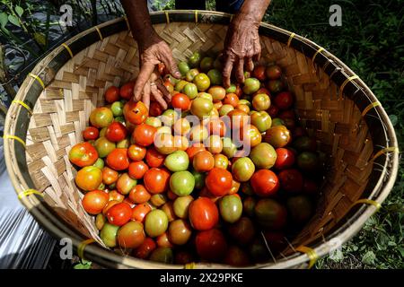 (240421) -- WEST SUMATRA, 21. April 2024 (Xinhua) -- Ein Landwirt erntet Tomaten auf einer Farm in Tanah DATAR Regency, West Sumatra, Indonesien, am 21. April 2024. (Foto: Yorri Farli/Xinhua) Stockfoto