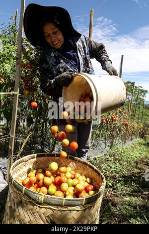 (240421) -- WEST SUMATRA, 21. April 2024 (Xinhua) -- Ein Landwirt erntet Tomaten auf einer Farm in Tanah DATAR Regency, West Sumatra, Indonesien, am 21. April 2024. (Foto: Yorri Farli/Xinhua) Stockfoto