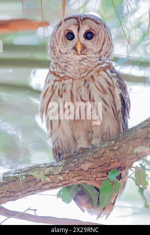 Barred Owl (Strix varia) auf einem Baumzweig, Kissimmee, Florida, USA Stockfoto