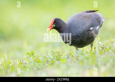 Gallinule (Gallinula galeata) auf der Suche nach Nahrung in Grasland, Lake Parker, Florida, USA Stockfoto