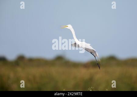 Großer Reiher (Ardea alba) kommt zur Landung, Stick Marsh, Florida, USA Stockfoto