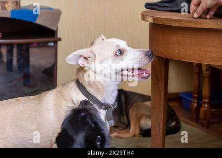 Zwei lustige Hunde, die zu Hause aus nächster Nähe spielen Stockfoto