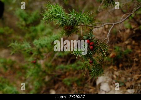 Schöne grüne Zweige mit roten Beeren im Freien Stockfoto