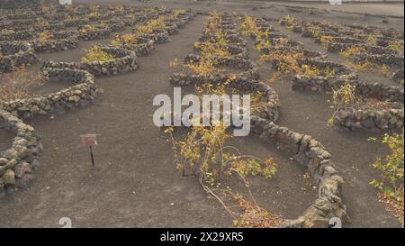 Lanzarote, Kanarische Inseln. Auf Lanzarote bauen die Bauern Weinreben auf trockenen vulkanischen Böden an. Kleine Mauern schützen die Weinstöcke vor Wüstenwinden Stockfoto