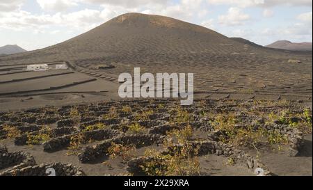 Lanzarote, Kanarische Inseln. Auf Lanzarote bauen die Bauern Weinreben auf trockenen vulkanischen Böden an. Kleine Mauern schützen die Weinstöcke vor Wüstenwinden Stockfoto