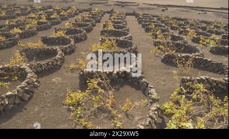 Lanzarote, Kanarische Inseln. Auf Lanzarote bauen die Bauern Weinreben auf trockenen vulkanischen Böden an. Kleine Mauern schützen die Weinstöcke vor Wüstenwinden Stockfoto