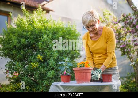 Glückliche Seniorin, die in ihrem Garten gärtet. Sie pflanzt Blumen. Stockfoto