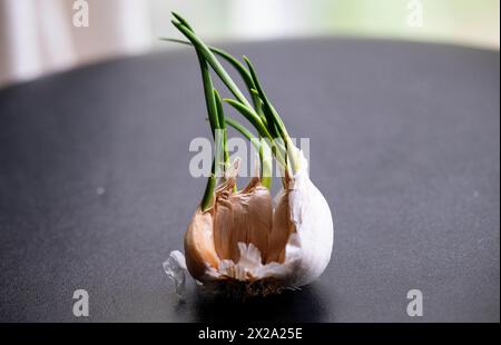 Knoblauchzwiebeln sprießen grüne Triebe, während sie sich selbst zum Auspflanzen fortpflanzen Stockfoto