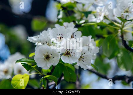 Schöne blühende Birnenzweige mit weißen Blüten und Knospen, die in einem Garten mit blauem Himmel auf dem Hintergrund wachsen. Frühling Natur Hintergrund. Stockfoto