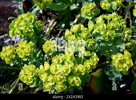 WALZEN-Wolfsmilch, Euphorbia myrsinites ist eine schoene Pflanze mit gruenen Blueten. Roller Spurr ist eine wunderschöne Pflanze mit grünen Blumen. Stockfoto