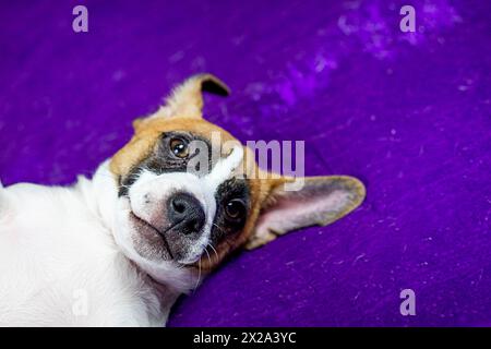 Auf dem Sofa liegt ein wunderschönes, elegantes Gesicht eines Jack Russell Terrier-Welpen mit einer blassen Farbe Stockfoto