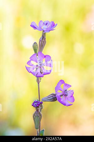 Silene colorata al atardecer por los caminos llenos de vida tras las lluvias de las semanas pasadas. Stockfoto