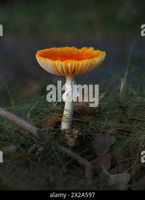 Leuchtend orange Waldpilz in natürlicher Umgebung Stockfoto
