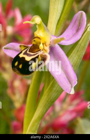 Bienenorchidee (Ophrys apifera), Orchidaceae. Wilde europäische Orchideen. Seltene Pflanze. Italien, Toskana Stockfoto