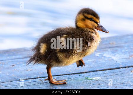 Niedliches Stockentchen spazieren in der Nähe des Ententeichs im Park (Anas platyrhynchos) Stockfoto