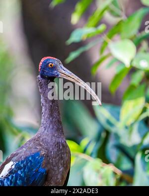 Ein Red Naped Ibis blickt zurück Stockfoto