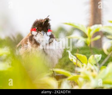 Ein Red Whiskered Bulbul versteckt im Garten Stockfoto