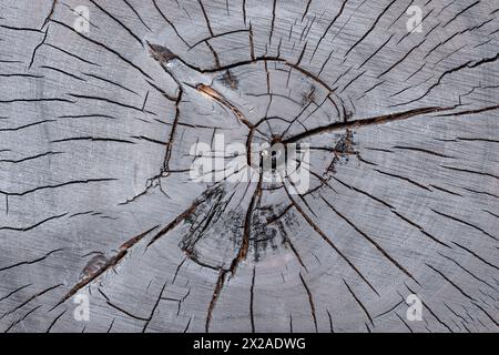 Ein verkohltes Stück Walnussholz. Rissige Holzstruktur. Muster in der Natur Stockfoto