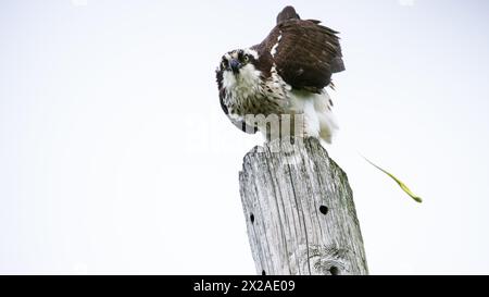 Majestätischer Fischadler, der auf dem verwitterten Pfosten vor klarem Himmel mit Kopierraum poo Stockfoto