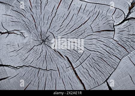 Querschnitt eines verkohlten Walnussbaums Stockfoto