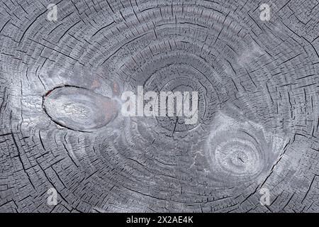 Gebrannter Kiefernstumpf. Holzquerschnittsstruktur. Muster in der Natur aufdecken Stockfoto