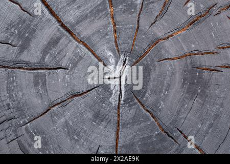 Birkenstammquerschnitt mit gerissener und verbrannter Oberfläche Stockfoto