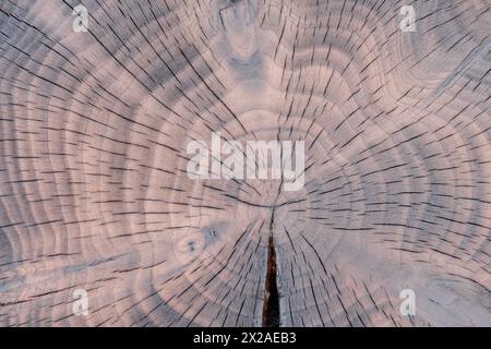 Wachstumsringe und Risse in verkohlten Eibenbaumschnitten. Querschnittsstruktur des Baumstamms Stockfoto