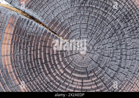 Konzentrische Wachstumsringe im Körper des Zedernbaums Stockfoto