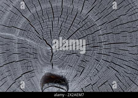 Verbrannter Akazienbaum mit detaillierten Wachstumsringen und Rissen an der Querschnittsstruktur. Holzmaserung Stockfoto