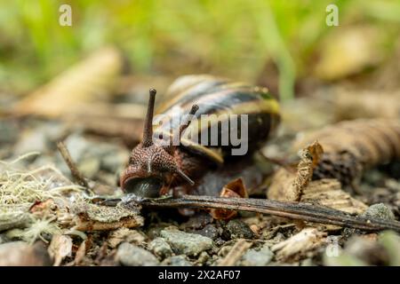 Pacific Sideband Snail beginnt Eine Wende auf dem Gravel Trail im Redwood National Park Stockfoto