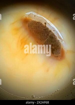 Teebeutel zum Aufbrühen in einer Tasse Stockfoto