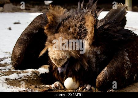 Der Aegypius monachus, auch bekannt als Schwarzer Geier, Mönch oder Eurasischer Schwarzer Geier, der auf dem Nistplatz sitzt. Stockfoto