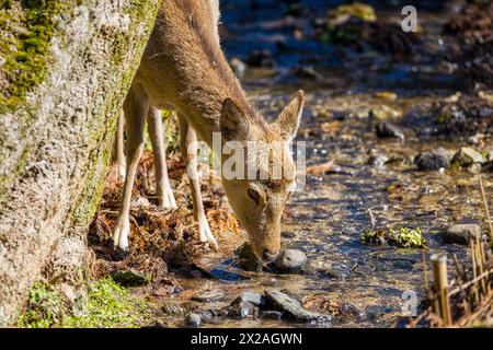 Ein trinkender sika-Hirsch in nara an einem kleinen Bach Stockfoto