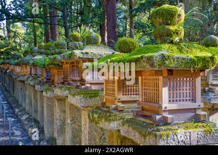 Alte japanische Steinlaternen bewachsen mit Moos in einer Reihe, beleuchtet von der Sonne Stockfoto