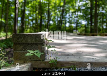 Ruhiger Spaziergang - gesäumt von einer strukturierten Holzleiste - schlängelt sich durch einen üppigen, grünen Wald. Aufgenommen in Toronto, Kanada. Stockfoto