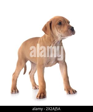 Welpen amerikanischer Pitbull Terrier und Chihuahuain vor weißem Hintergrund Stockfoto