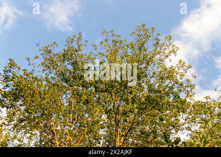 Üppig grüne Baumkronen – vor einem klaren blauen Himmel mit verstreuten Wolken – lebendiges Laub, das nach oben reicht. Aufgenommen in Toronto, Kanada. Stockfoto